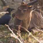 Wildlife Sanctuaries - Cute young roe deer lying on grass near tree and raven in enclosure in conservation park on sunny day