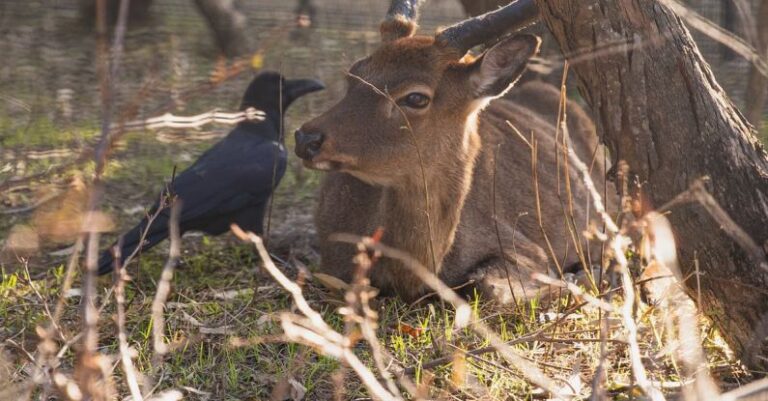 Wildlife Sanctuaries - Cute young roe deer lying on grass near tree and raven in enclosure in conservation park on sunny day