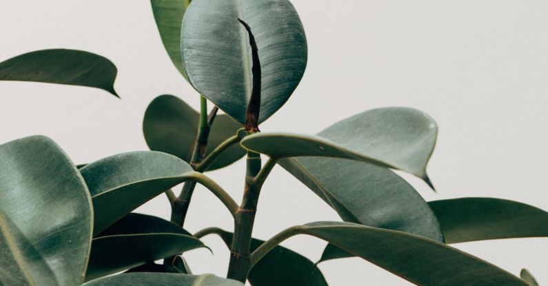 Botanic Gardens - Green Leafed Indoor Plant