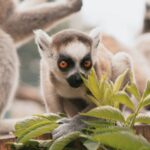 Zoos -
