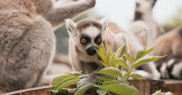 Zoos -